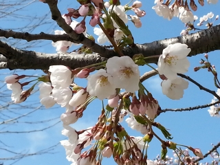 桜の季節も終わり。。。